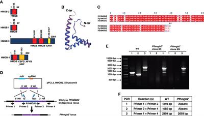 PfHMGB2 has a role in malaria parasite mosquito infection